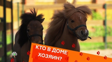 Американские мини-лошади, агрессивный бультерьер и кошка-защитница 01.06.2018