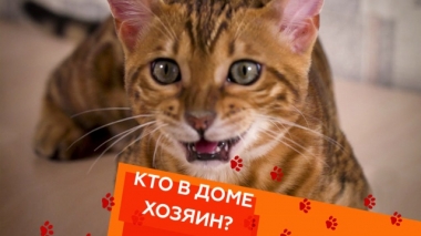 Перевоспитание агрессивного котенка и боязнь автомобилей у собак 18.10.2019