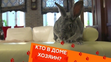 Смузи для кролика и тонкости содержания русских псовых борзых 09.11.2018