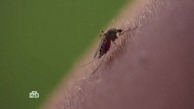 Действенные средства от комаров, правда и мифы о стволовых клетках, растущие стулья и ошейник-антилай 24.06.2017