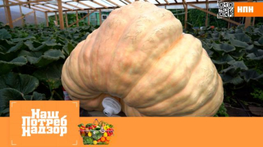 Чем может удивить тыква, в каких варениках с картошкой мало начинки и есть ли толк от целлюлозных губок 11.10.2025