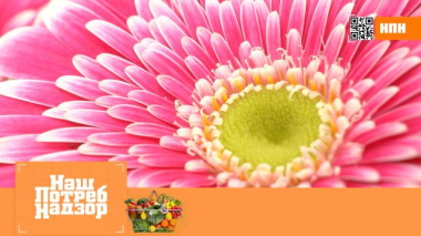 Химикаты для стойкости цветов, нутряной говяжий жир в сливочном масле и лабубу-мороженое 04.10.2025