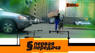 Спорное ДТП с собакой, одна машина на двоих и мойка под капотом 18.05.2019