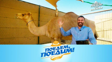 Бахрейн: ферма с гоночными верблюдами, мост короля, Жемчужный путь, Древо жизни и шашлычки тикка 24.04.2026