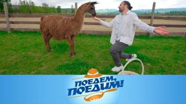 Крым: центр спасения животных, костюмированное шоу и дегустация масла из тысячелетней оливы 04.06.2026