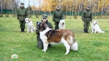 Военная кинология - наука побеждать: 470-й учебный центр служебного собаководства ВС РФ