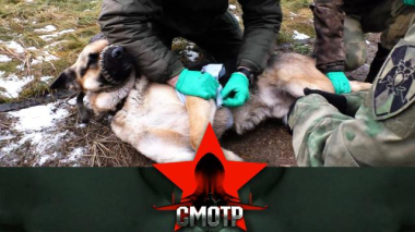 Забота о здоровье лохматых помощников: как кинологи Росгвардии оказывают первую помощь служебным собакам 11.03.2026